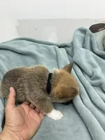 AKC Charlie, a male Pembroke Welsh Corgi for sale in Fresno, CA – 2 of 2
