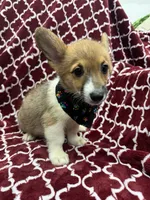 AKC Leia, a female Pembroke Welsh Corgi for sale in Fresno, CA – 3 of 6