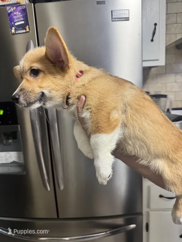AKC Nova – Pembroke Welsh Corgi puppy for sale in Fresno, CA
