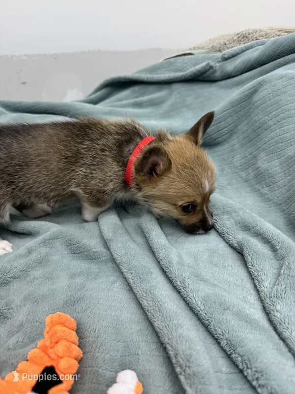AKC Nova – Pembroke Welsh Corgi puppy for sale in Fresno, CA
