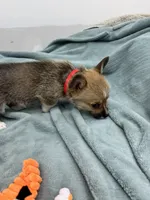 AKC Nova, a female Pembroke Welsh Corgi for sale in Fresno, CA – 1 of 2