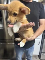 AKC Eevee, a female Pembroke Welsh Corgi for sale in Fresno, CA – 2 of 7