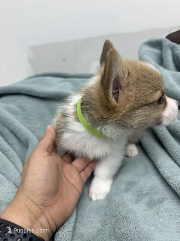 AKC Dexter – Pembroke Welsh Corgi puppy for sale in Fresno, CA