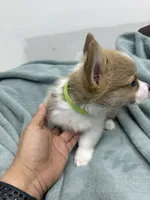 AKC Dexter, a male Pembroke Welsh Corgi for sale in Fresno, CA – 1 of 2