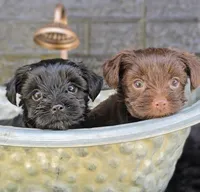 Franklin , a male Yorkshire Terrier for sale in Vancouver, WA – 2 of 5