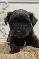 Franklin , a male Yorkshire Terrier for sale in Vancouver, WA – 4 of 5