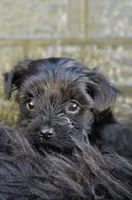 Franklin , a male Yorkshire Terrier for sale in Vancouver, WA – 5 of 5