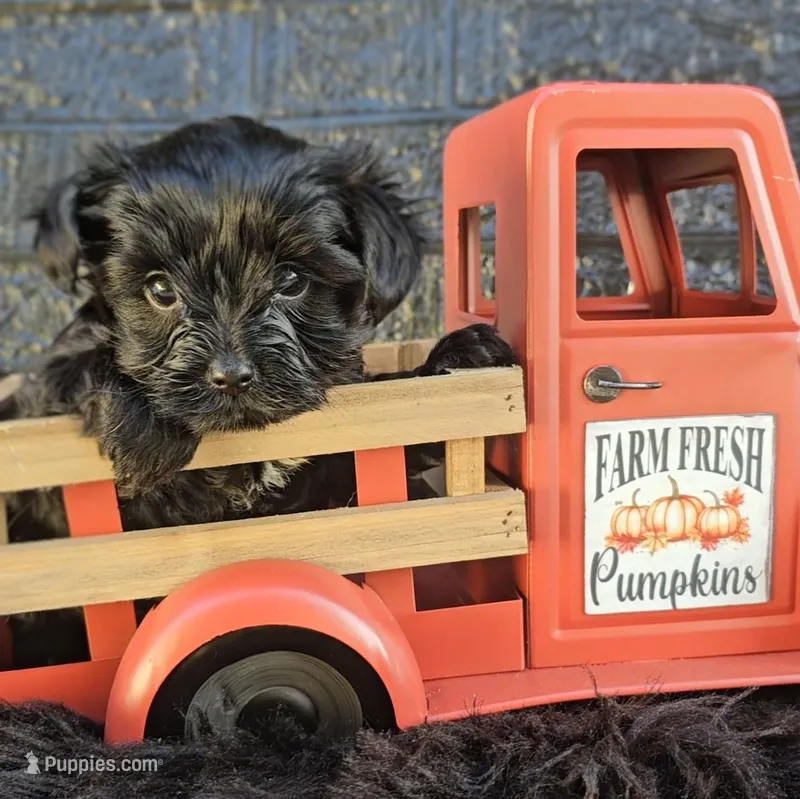 Franklin  – Yorkshire Terrier puppy for sale in Vancouver, WA