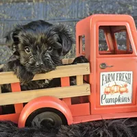 Franklin , a male Yorkshire Terrier for sale in Vancouver, WA – 1 of 5