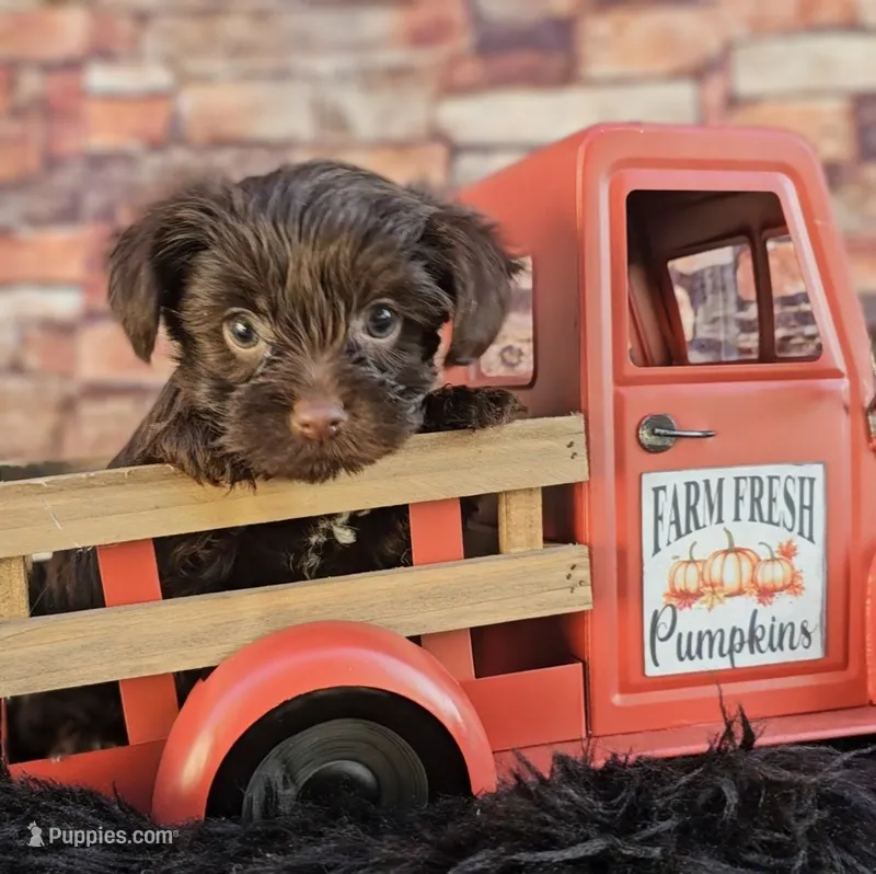 Linus  – Yorkshire Terrier puppy for sale in Vancouver, WA