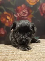 Franklin , a male Yorkshire Terrier for sale in Vancouver, WA – 3 of 5