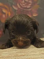 Linus , a male Yorkshire Terrier for sale in Vancouver, WA – 4 of 4