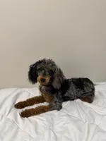 AKC STORMY 🧬, a female Poodle - Miniature  for sale in Mansfield, TX – 6 of 10