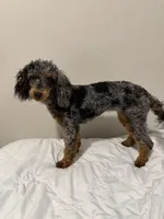 AKC STORMY🧬, a female Poodle - Toy  for sale in Mansfield, TX – 8 of 9