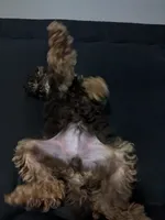 IVDD/CDPA🧬 Clear AKC Brown Phantom , a male Poodle - Miniature  for sale in Dallas, TX – Photo 6 of 6