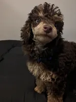 IVDD/CDPA🧬 Clear AKC Brown Phantom , a male Poodle - Miniature  for sale in Dallas, TX – Photo 5 of 6