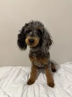 AKC STORMY 🧬, a female Poodle - Miniature  for sale in Mansfield, TX – 8 of 10