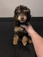 IVDD/CDPA🧬AKC Brown Phantom , a male Poodle - Toy  for sale in Dallas, TX – Photo 6 of 6