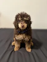 IVDD/CDPA🧬AKC Brown Phantom , a male Poodle - Toy  for sale in Dallas, TX – Photo 4 of 6