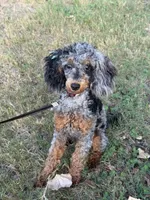 AKC STORMY 🧬, a female Poodle - Miniature  for sale in Mansfield, TX – 2 of 10