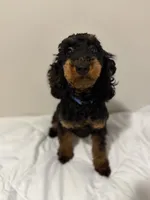 AKC Freya(Bb) 🧬 , a female Poodle - Toy  for sale in Mansfield, TX – 9 of 10