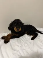 AKC Freya(Bb) 🧬 , a female Poodle - Toy  for sale in Mansfield, TX – 6 of 10