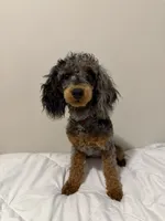 AKC STORMY 🧬, a female Poodle - Miniature  for sale in Mansfield, TX – 10 of 10