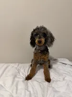 AKC STORMY🧬, a female Poodle - Toy  for sale in Mansfield, TX – 7 of 9