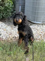 AKC Freya(Bb) 🧬 , a female Poodle - Toy  for sale in Mansfield, TX – 8 of 10