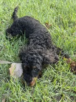 AKC Freya(Bb) 🧬 , a female Poodle - Toy  for sale in Mansfield, TX – 2 of 10