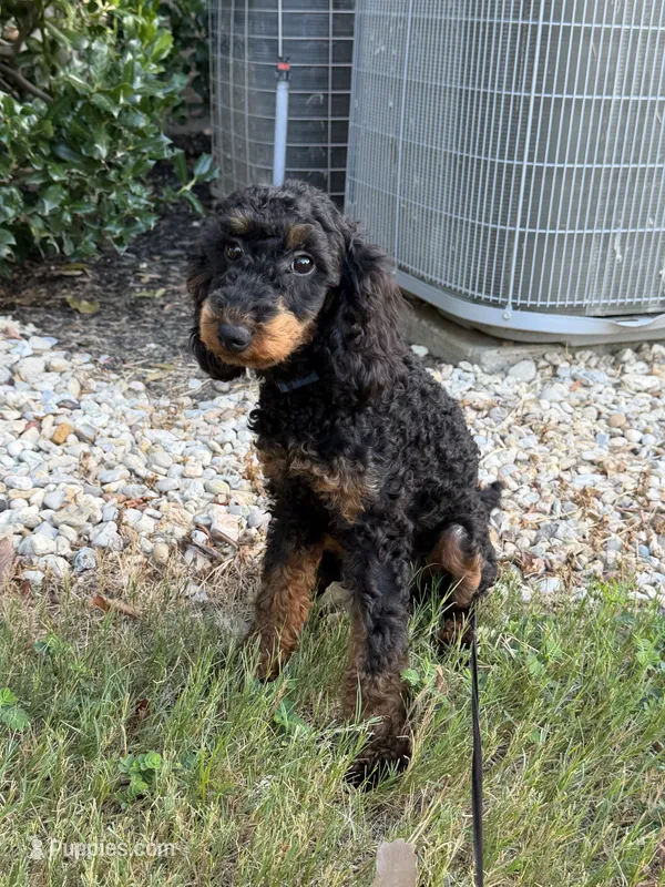 AKC Freya(Bb) 🧬  – Poodle - Toy  puppy for sale in Mansfield, TX