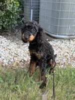 AKC Freya(Bb) 🧬 , a female Poodle - Toy  for sale in Mansfield, TX – 1 of 10
