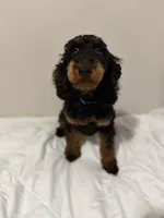 AKC Freya(Bb) 🧬 , a female Poodle - Toy  for sale in Mansfield, TX – 10 of 10