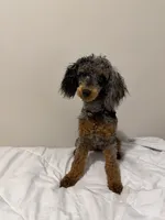 AKC STORMY 🧬, a female Poodle - Miniature  for sale in Mansfield, TX – 9 of 10