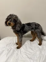 AKC STORMY 🧬, a female Poodle - Miniature  for sale in Mansfield, TX – 4 of 10