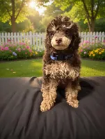 AKC DNA 🧬 Clear brown phantom , a male Poodle - Miniature  for sale in Dallas, TX – Photo 2 of 6
