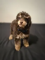 AKC DNA 🧬 Clear brown phantom , a male Poodle - Miniature  for sale in Dallas, TX – Photo 5 of 6