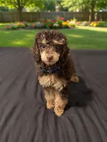 AKC DNA 🧬 Clear brown phantom , a male Poodle - Miniature  for sale in Dallas, TX – Photo 3 of 6