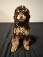 AKC 💯 CLEAR🧬 BROWN PHANTOM, a male Poodle - Toy  for sale in Dallas, TX – Photo 1 of 6