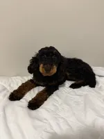 AKC Freya(Bb) 🧬 , a female Poodle - Toy  for sale in Mansfield, TX – 4 of 10