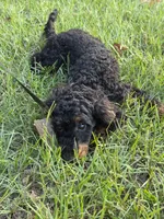 AKC Freya (Bb) 🧬, a female Poodle - Miniature  for sale in Mansfield, TX – 2 of 10