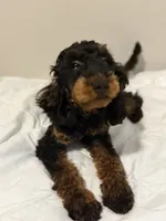 AKC Freya(Bb) 🧬 , a female Poodle - Toy  for sale in Mansfield, TX – 5 of 10