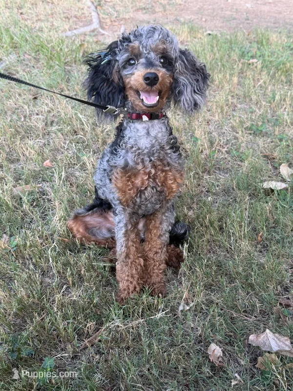 AKC STORMY🧬 – Poodle - Toy  puppy for sale in Mansfield, TX