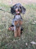 AKC STORMY🧬, a female Poodle - Toy  for sale in Mansfield, TX – 1 of 9