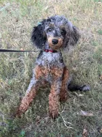 AKC STORMY🧬, a female Poodle - Toy  for sale in Mansfield, TX – 3 of 9