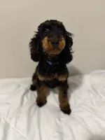 AKC Freya(Bb) 🧬 , a female Poodle - Toy  for sale in Mansfield, TX – 7 of 10