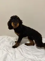 AKC Freya (Bb) 🧬, a female Poodle - Miniature  for sale in Mansfield, TX – 10 of 10