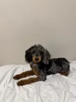 AKC STORMY🧬, a female Poodle - Toy  for sale in Mansfield, TX – 9 of 9