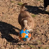 Red, a male Border Collie for sale in Jacksonville, TX – Photo 5 of 5