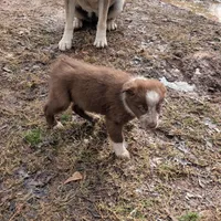 Red, a male Border Collie for sale in Jacksonville, TX – Photo 3 of 5
